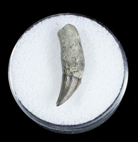 Fossil Porpoise Tooth - Lee Creek Mine #3719